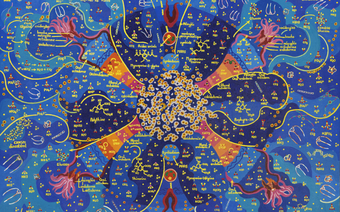 Symbiodinium et les cnidaires